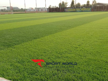 Tìm hiểu về cỏ nhân tạo: Từ sản xuất đến ứng dụng thực tế